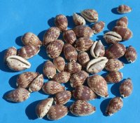 Day-Break Cowry Shells 3/4 to 1-1/4 inches - 100 @ .14 each; 500 @ .12 each