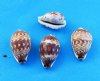 Day-Break Cowry Shells 3/4 to 1-1/4 inches - 100 @ .16 each; 500 @ .14 each