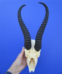 Male Springbok Skulls and Horns Wholesale <font color=red> Discount Grade B</font> (with some damage) - 2 @ $44.00 each; 5 @ $39.00 each