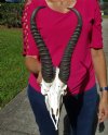 Wholesale <font color=red> Discount</font> Male Springbok Skulls and Horns for Sale (with some damage) - Pack of 5 @ $40.00 each