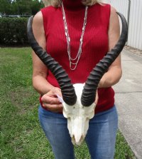 Discount Male Springbok Skull and Horns, Grade B Quality - $53.99 each