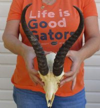 Discount Male Springbok Skull and Horns, Grade B Quality - $53.99 each