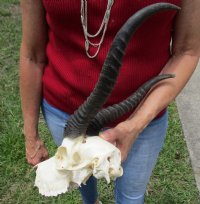 Male Springbok Skulls and Horns Wholesale <font color=red> Discount Grade B</font> (with some damage) - 2 @ $44.00 each; 5 @ $39.00 each