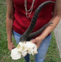 Discount Male Springbok Skull and Horns, Grade B Quality - $53.99 each