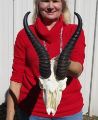 Discount Male Springbok Skull and Horns, Grade B Quality - $53.99 each
