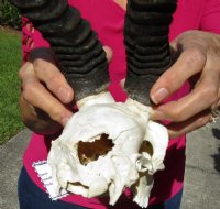 Discount Male Springbok Skull and Horns, Grade B Quality - $53.99 each
