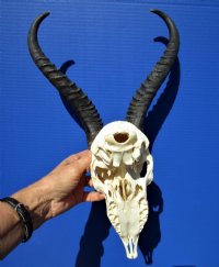 Discount Male Springbok Skull and Horns, Grade B Quality - $53.99 each