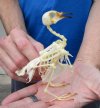 5 inches tall Wholesale Chinese Spotted Dove Skeletons for Sale - Case of 4 @ $35.00 each