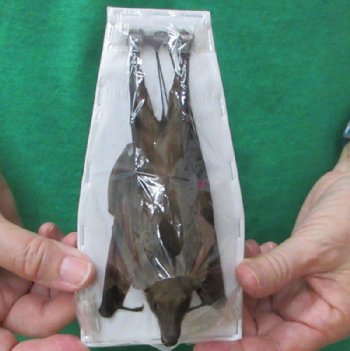 5-1/2 inches Preserved, Mummified  Cave Nectar Bats <font color=red> Wholesale</font> (Eonycteris Spelaea) - 3 @ $36 each; 4 @ $32 each