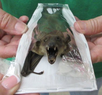 5-1/2 inches Preserved, Mummified  Cave Nectar Bats <font color=red> Wholesale</font> (Eonycteris Spelaea) - 3 @ $36 each; 4 @ $32 each