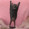 5-1/2 inches Preserved, Mummified Cave Nectar Bats for Sale - Pack of 1 @ <font color=red> $31.99</font> Plus $6.25 First Class Mail 