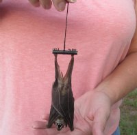 5-1/2 inches Preserved, Mummified  Cave Nectar Bats <font color=red> Wholesale</font> (Eonycteris Spelaea) - 3 @ $36 each; 4 @ $32 each