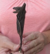5-1/2 inches Preserved, Mummified  Cave Nectar Bats <font color=red> Wholesale</font> (Eonycteris Spelaea) - 3 @ $36 each; 4 @ $32 each