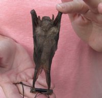 5-1/2 inches Preserved, Mummified  Cave Nectar Bats <font color=red> Wholesale</font> (Eonycteris Spelaea) - 3 @ $36 each; 4 @ $32 each