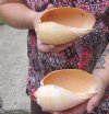 5-1/4 and 5-1/2 inches Polished Crowned Baler Melon Shells for Sale - you are buying these 2 for $6.00 each
