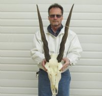 Eland Skulls