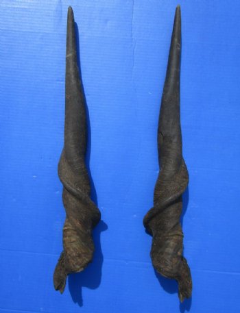Eland Horns, Male and Female