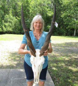 Eland Skull, Eland Skulls