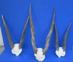 Cow Common Eland Skull Plates with Horns <font color=red> Wholesale</font>- 3 @ $54.00 each