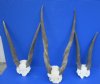 Cow Common Eland Skull Plates with Horns <font color=red> Wholesale</font>- 3 @ $54.00 each