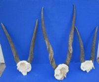 Cow Common Eland Skull Plates with Horns <font color=red> Wholesale</font>- 3 @ $54.00 each