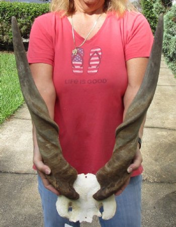 Common Bull Eland Skull Plates with Horns <font color=red> Wholesale</font> - $120.00 each;  3 @ $105.00 each