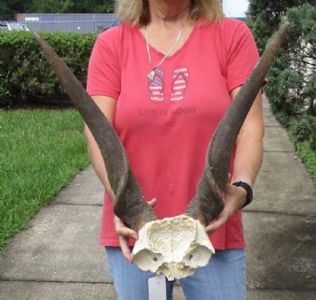 Common Bull Eland Skull Plates with Horns <font color=red> Wholesale</font> - $120.00 each;  3 @ $105.00 each