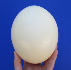 Empty Ostrich Eggs 