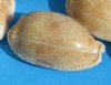 Small Eroded Cowry Shells in Bulk, Erosaria erosa, 1 to 1-3/4 inches - Packed: Bag of 100 @ .10 each; Discount Pack of 500 @ .08 each