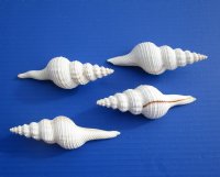 5 inches White Long Tailed Spindle Shells <font color=red> Wholesale</font> Fusinus Colus - 70 @ $1.30 each