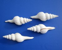 3 to 3-7/8 inches Wholesale Small White Spindle Shells for Crafts