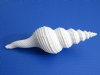 6 inches White Long Tailed Spindle Shells for Sale for seashell crafts and decora ting, Fusinus Colus.  Buy a Pack of 10 for $2.60 each; Discount Pack of 30 for $2.95 each.