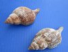 5 to 6-7/8 inches Large Fasciolaria Tulipa, Tulip Shells for Sale for Large Hermit Crab Homes - Pack of 12 @ $2.07 each; Pack of 24 @ $1.84 each
