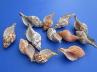 3 to 4-7/8 inches Fasciolaria Tulipa, Tulip Shells for Sale - Pack of 12 @ $1.50 each; Pack of 24 @ $1.20 each