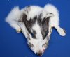 6-1/2 to 7 inches <font color=red> Wholesale</font> Tanned Artic Marble Fox Face Pelts for Sale - Case of 14 @ $7.35 each