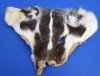 4-1/2 to 6 inches long Real Tanned Badger Face Pelts for Sale for Taxidermy Crafts - Pack of 2 @ <font color=red> $8.99 each</font> Plus $7.50 1st Class Mail