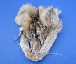 5-1/2 to 6-1/2 inches Tanned Bobcat Face Pelts for Sale - Pack of 1 @.$7.99; Pack of 2 @ $7.00 each (Plus $7.50 First Class Mail)