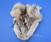 5-1/2 to 6-1/2 inches Tanned Bobcat Face Pelts for Sale - Pack of 1 @ $9.99; Pack of 2 @ $7.99 each (Plus $6.50 First Class Mail)