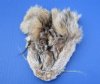 5-1/2 to 6-1/2 inches Tanned Bobcat Face Pelts for Sale - Pack of 1 @.$7.99; Pack of 2 @ $7.00 each (Plus $7.50 First Class Mail)