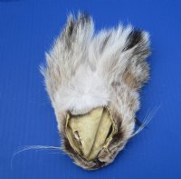 5-1/2 to 6-1/2 inches Tanned Bobcat Face Pelts for Sale - Pack of 1 @.$7.99; Pack of 2 @ $7.00 each (Plus $7.50 First Class Mail)