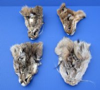 5-1/2 to 6-1/2 inches Tanned Bobcat Face Pelts for Sale - Pack of 1 @.$7.99; Pack of 2 @ $7.00 each (Plus $7.50 First Class Mail)