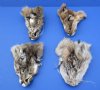 <font color=red> Wholesale</font> Tanned Bobcat Face Pelts for Taxidermy Crafts for Sale in Bulk - Case of 20 @ $4.50 each