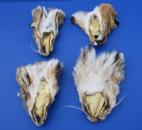 5-1/2 to 6-1/2 inches Tanned Bobcat Face Pelts for Sale - Pack of 1 @.$7.99; Pack of 2 @ $7.00 each (Plus $7.50 First Class Mail)