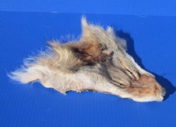 Tanned Real Coyote Face Pelts for Sale - $7.99 each; 2 @ $7.00 each; 