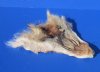 Tanned Real Coyote Face Pelts for Sale - $7.99 each; 2 @ $7.00 each;  (Plus $7.50 1st Class Mail)
