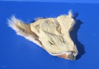 Tanned Real Coyote Face Pelts for Sale - $7.99 each; 2 @ $7.00 each; 