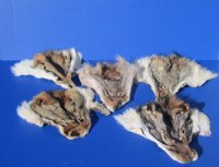 Tanned Coyote Face Pelts, Skins, Hides <font color=red> Wholesale</font>- Case of 20 @ $4.50 each