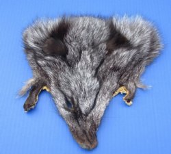 Assorted Tanned Fox Face Pelts, Skins Fur for Sale 7x7 to 9x9 - Pack of 2 @ <FONT COLOR=RED>$7.50 each;</FONT> (Plus $7.50 1st Class Mail)