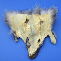 Assorted Tanned Fox Face Pelts, Skins Fur for Sale 7x7 to 9x9 - 2 @ $7.50 each