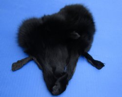 8 to 11 inches Tanned Black Fox Face Pelts, Skins, Fur, Hides <font color=red> Wholesale</font> - 20 @ $4.50 each